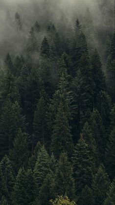 the trees are very tall and green in the foggy forest, with one lone tree on the far side