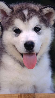 a close up of a dog with its tongue out