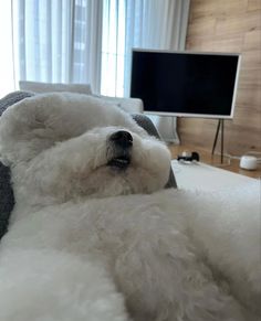 a white dog laying on top of a bed next to a flat screen tv