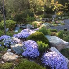 purple flowers are blooming on the rocks and in the grass next to some trees