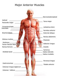 the major muscles are labeled in this diagram