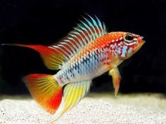 an orange and blue fish swimming on top of sand next to another red and white fish