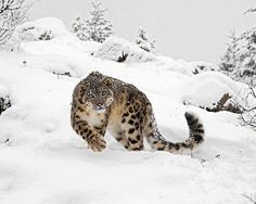 a snow leopard is running through the snow