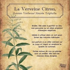 the poem written in french is displayed on an old parchment paper with a plant growing out of it