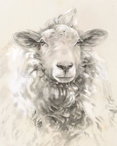 a drawing of a sheep looking at the camera