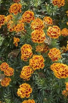 many orange and yellow flowers in a garden