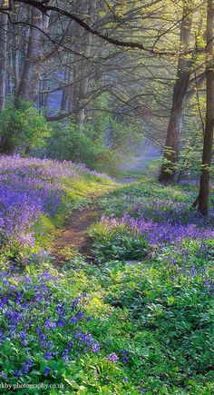 the sun shines through the trees and bluebells in this forest filled with wildflowers