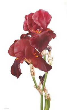 two large red flowers are in a vase