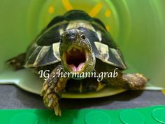 a close up of a turtle with its mouth open