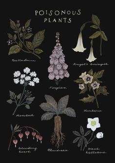 an illustration of various plants and flowers on a black background with the words, poisonous plants