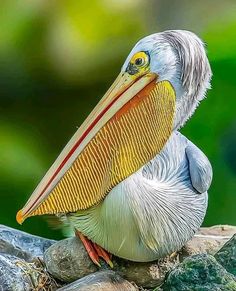 a close up of a pelican on a rock with trees in the background