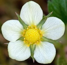 a white flower with yellow center surrounded by green leaves