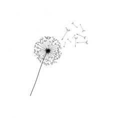 a dandelion blowing in the wind on a white background