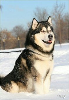 a husky dog sitting in the snow on a leash