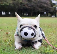 a small dog with a soccer ball in its mouth on the grass, looking at the camera