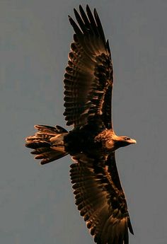 a large bird flying through the air with its wings spread out and it's talon extended