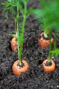 small carrots are growing in the soil