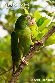 a green parrot perched on top of a tree branch