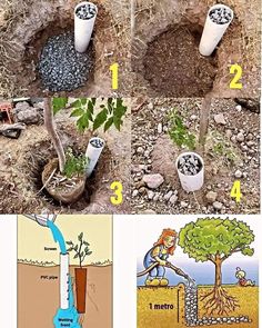 four pictures showing different stages of growing plants in the ground, including water and dirt