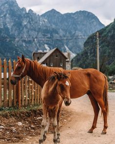 two brown horses standing next to each other on a dirt road with mountains in the background