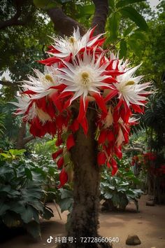 red and white flowers are growing on a tree