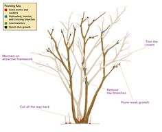 the parts of a tree labeled in their branches