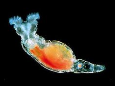 Rotifer Ap Biology, Sea Ice, What Is Science, Arctic Ocean, Weird Science, Aquatic Animals, Film Inspiration, Marine Biology, Teaching Science