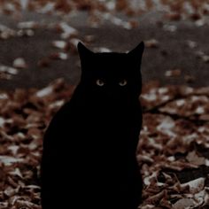 a black cat is sitting in the leaves