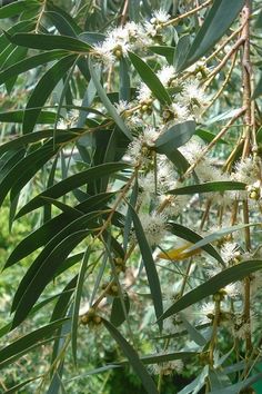 some white flowers and green leaves on a tree