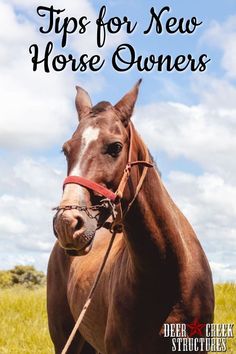 a brown horse standing on top of a lush green field next to a blue sky