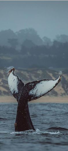 the tail of a humpback whale in the ocean with it's mouth open