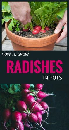 how to grow radishes in pots