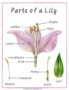 the parts of a lily flower