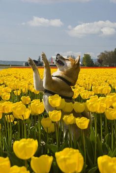 a dog jumping up into the air in a field of yellow flowers