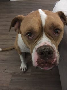 a brown and white dog sitting on top of a wooden floor