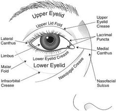 the parts of an eye labeled in this diagram are labelled below, including upper lid and lower lid