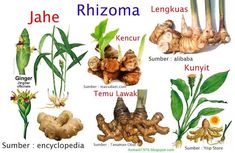 an image of different plants and their names