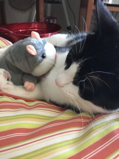 a black and white cat laying on top of a bed next to a gray rat