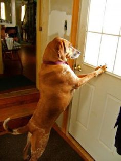 a brown dog standing on its hind legs looking out the front door at another dog