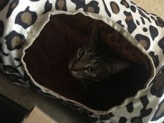 a cat peeking out from inside a leopard print pet bed