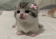 a small gray and white kitten with a pink bow on it's head sitting on a bed