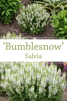 bumblesnow salvia is an easy to grow shrub that blooms in the spring and summer