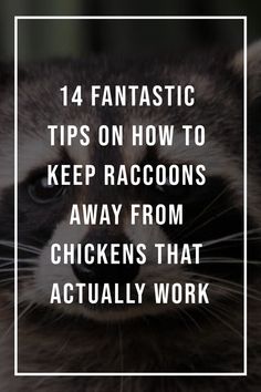 Use these tips and tricks to help you keep raccoons away from chickens. Learn how to protect your flock from predators. Chicken Coops