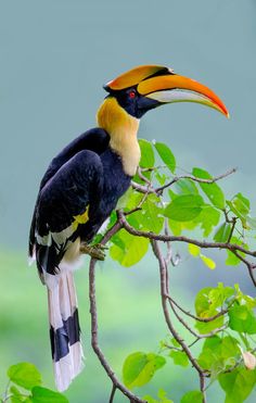 a colorful bird sitting on top of a tree branch