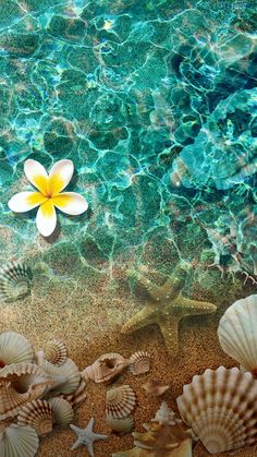 shells and starfish on the beach with a yellow flower floating in the ocean water