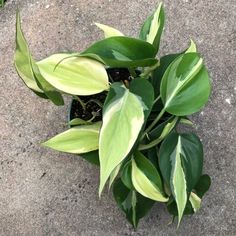 a plant that is growing out of the ground