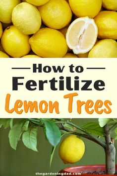 how to fertilize lemon trees in the garden and on the deck or patio