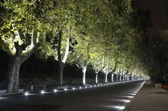 trees lined up along the side of a road at night with lights shining on them