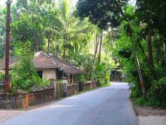 an empty street surrounded by palm trees and greenery on both sides, with a house in the middle