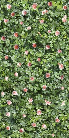 an aerial view of pink flowers and green leaves